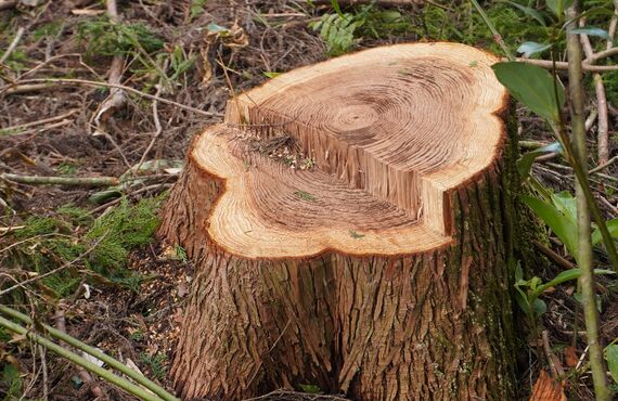 鹿児島の山林で不要な樹木の伐採が必要でしたら一度ご相談ください