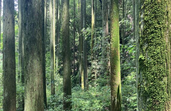 鹿児島で山林の管理にお困りでしたら林業を営む会社へご相談ください